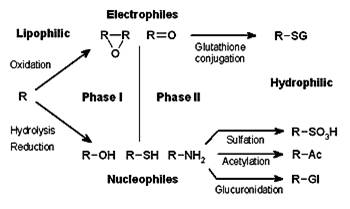 http://upload.wikimedia.org/wikipedia/commons/thumb/9/97/Xenobiotic_metabolism.png/350px-Xenobiotic_metabolism.png