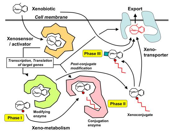 http://biopolyverse.files.wordpress.com/2012/03/xenorecoglevels.png