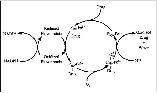 http://www.biology-online.org/user_files/Image/Biochemistry/Enzymology/Cytochrome%20P450%20f01.jpg