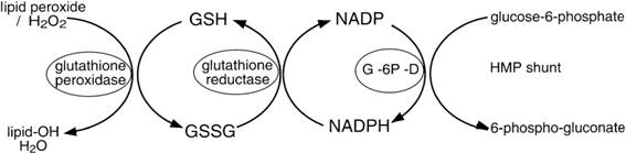 http://ajplung.physiology.org/content/ajplung/277/6/L1067/F2.large.jpg