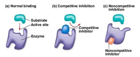 http://image.slidesharecdn.com/08lecture-141005184902-conversion-gate01/95/08-lecture-intro-to-metabolism-66-638.jpg?cb=1412553072